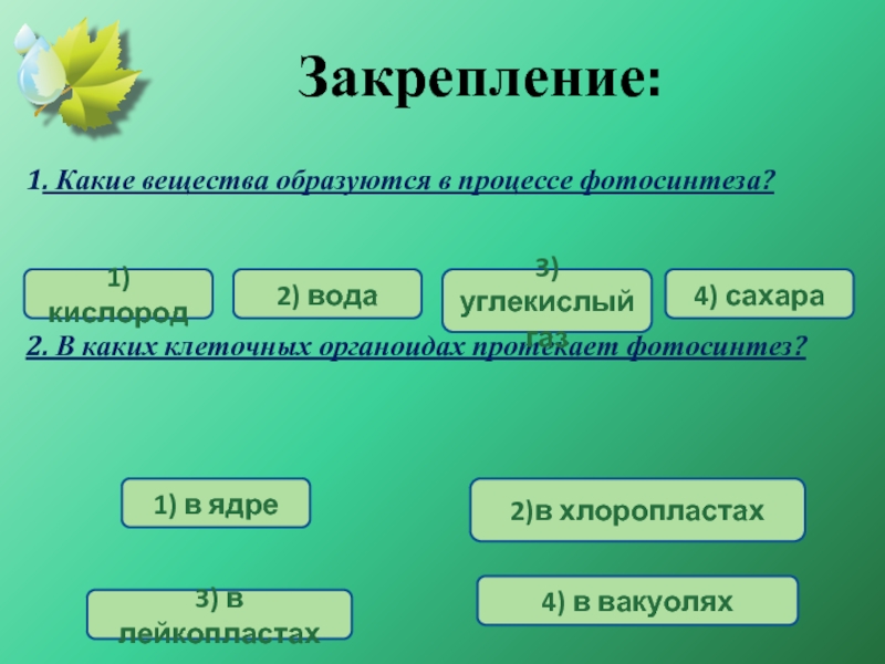 Фотосинтез связан с тест с ответами. Вещества которые образуются в процессе фотосинтеза. В каких клеточных органоидах протекает фотосинтез. Фотосинтез органоид. Фотосинтез органоид клетки.