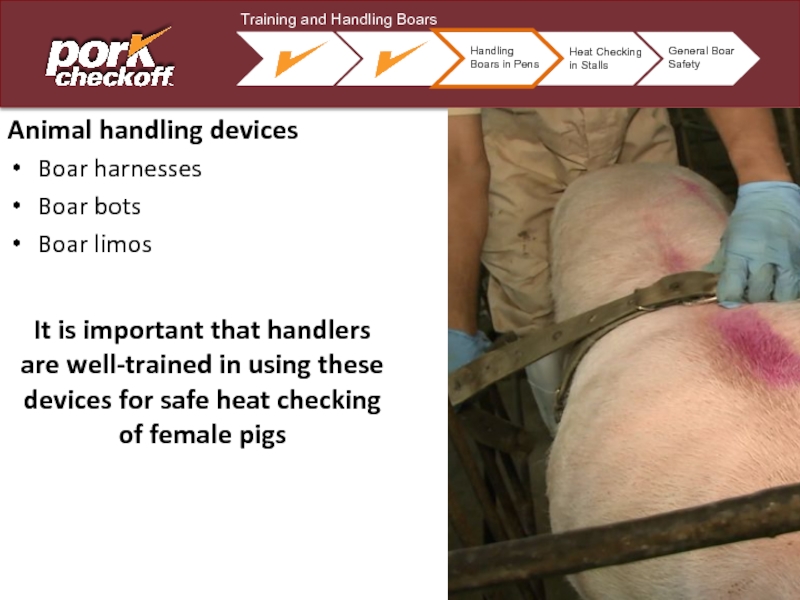 Animal handling devicesBoar harnessesBoar botsBoar limosIt is important that handlers are well-trained in using these devices for