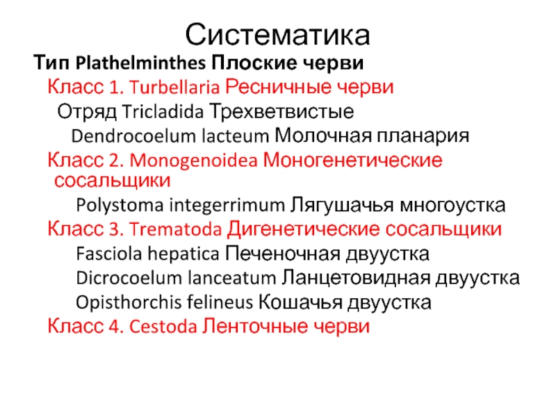tricladida plathelminthen