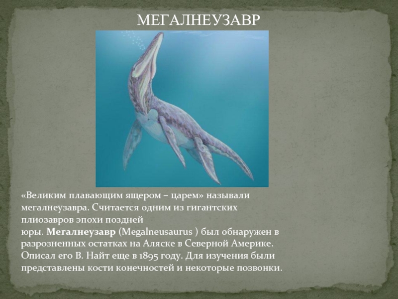 «Великим плавающим ящером – царем» называли мегалнеузавра. Считается одним из гигантских плиозавров эпохи поздней юры. Мегалнеузавр (Megalneusaurus ) был