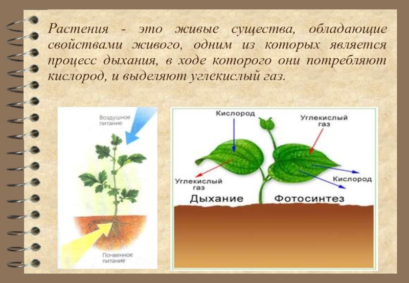 Какой процесс называют дыханием биология 6. Схема дыхания растений 6 класс биология. Схема процесса дыхания растения 6 класс. Дыхание растений 6 класс. Ппстпния выделяют углекислый ГАЗ.