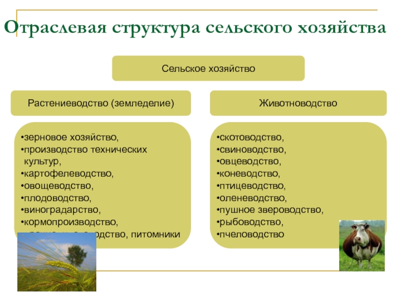 Схема отрасли растениеводства