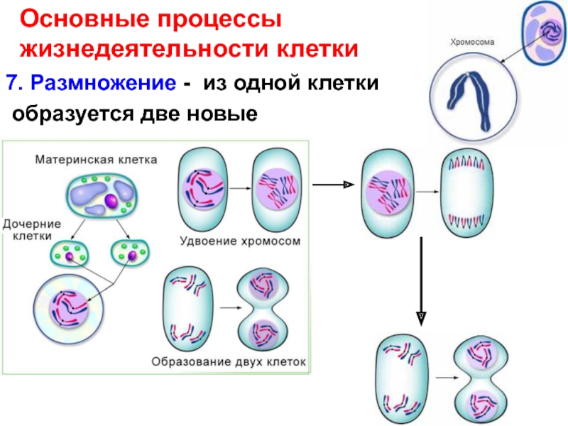 Схема жизнедеятельности клетки