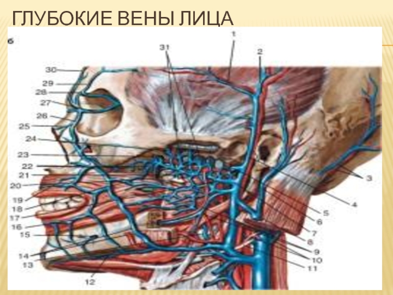 Вены головы и шеи рисунок