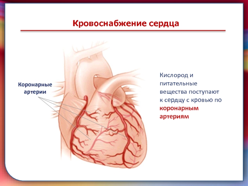 Кровоснабжение сердца картинка