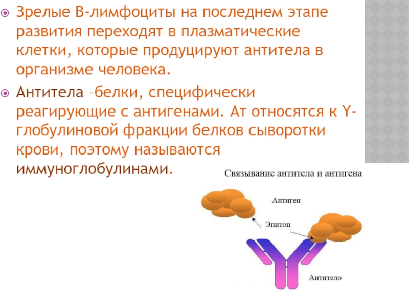 Белки антитела выполняют