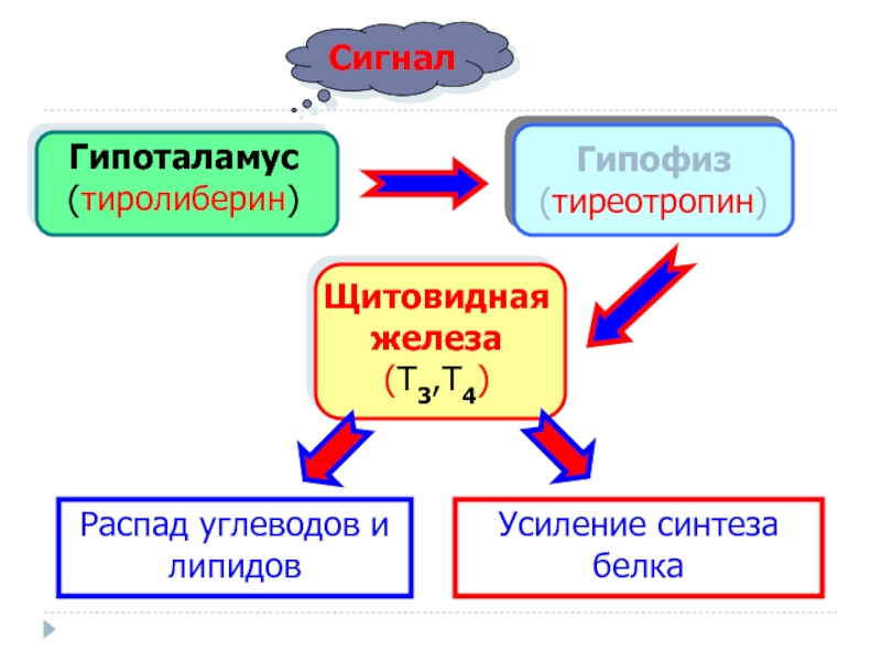 Гипоталамус гипофиз щитовидная железа схема