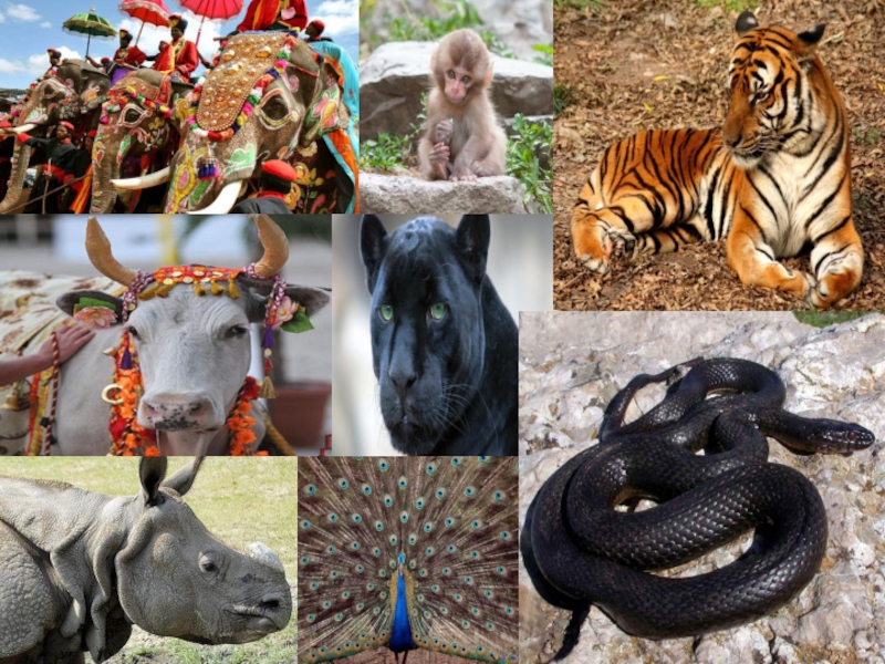 Животные из индии
