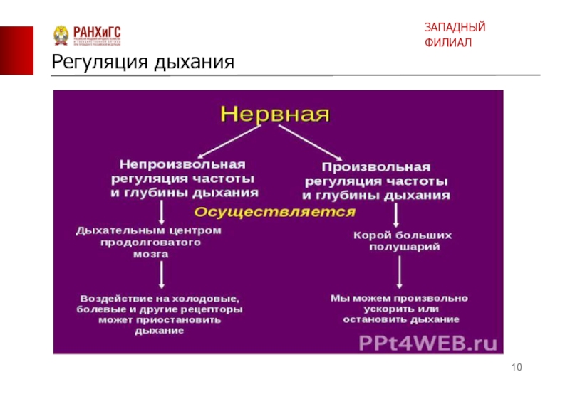 Как осуществляется регуляция дыхания. Нервная регуляция дыхания произвольная и непроизвольная. Условно-рефлекторная регуляция дыхания. Произвольная регуляция дыхания. Условно-рефлекторная и произвольная регуляция дыхания.