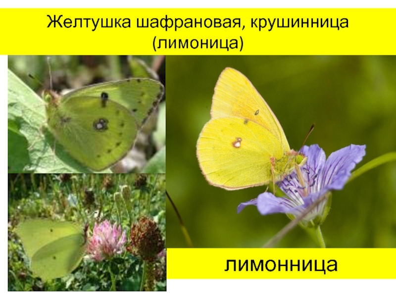 Сходства и различия бабочек 2 класс. Бабочки лимонница и желтушка. Бабочки Адмирал лимонница желтушка. Бабочка лимонница крушинница. Желтушка Шафрановая бабочка.