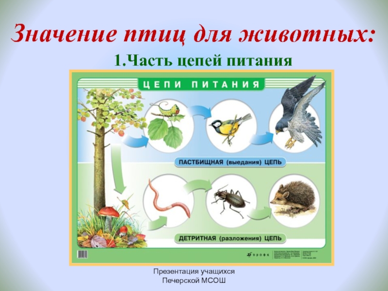 Значение и охрана птиц происхождение птиц презентация 7 класс