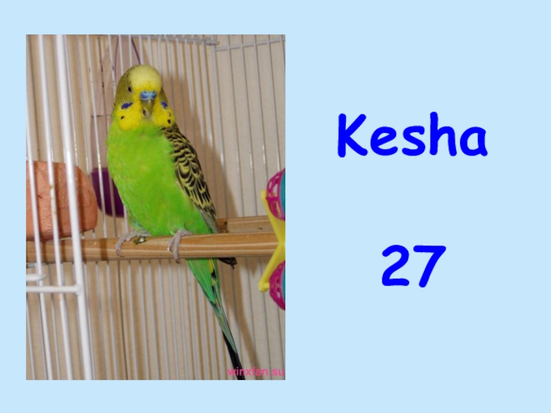 Kesha  27
