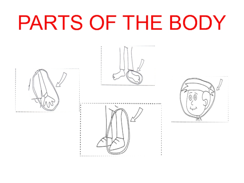 PARTS OF THE BODY