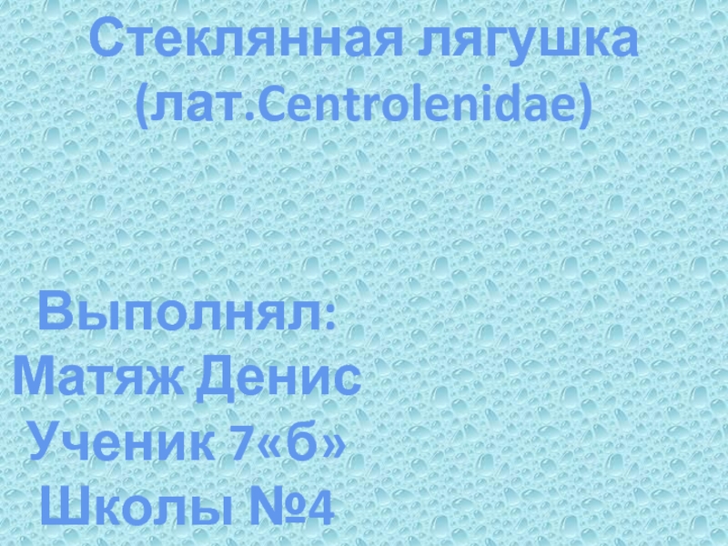 Стеклянная лягушка (лат. Centrolenidae)