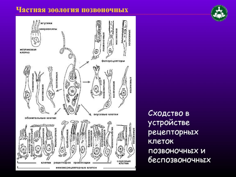 Клетках позвоночного животного. Клетки беспозвоночных животных. Строение клетки беспозвоночных животных. Зоология позвоночных и беспозвоночных. Нервные клетки позвоночных и беспозвоночных.