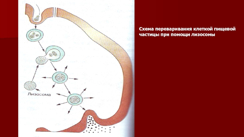 Лизосомы переваривание. Схема переваривания клеткой пищевой частицы при помощи лизосомы. Переваривание пищевой частицы при помощи лизосомы. Схема переваривания пищевой частицы при участии лизосомы.