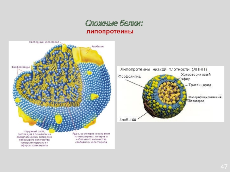 Сложные белки презентация