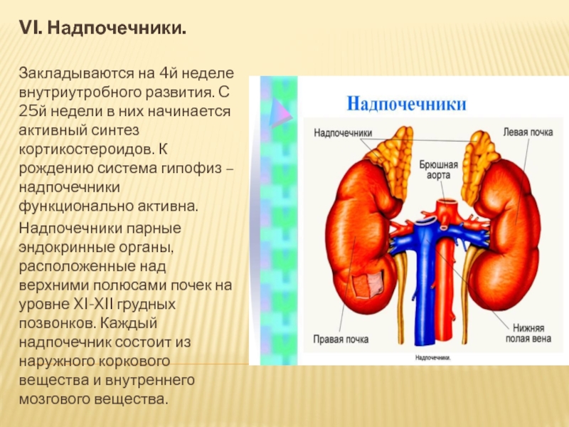 Эндокринная система у детей педиатрия презентация