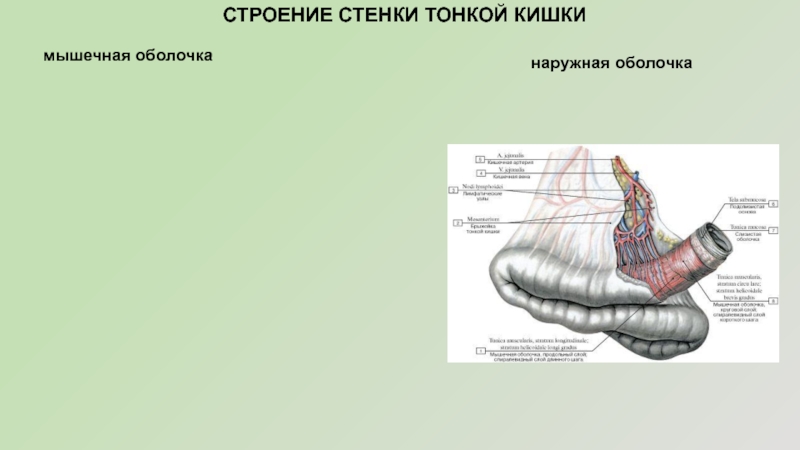 Строение стенки тонкой кишки анатомия