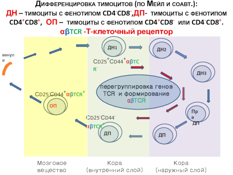 Иммунопоэз это