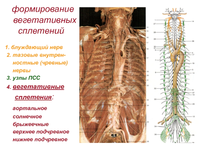 Нервные узлы сплетения. Нервная система грудной клетки анатомия. Грудной отдел симпатического ствола анатомия. Симпатический ствол анатомия. Симпатический ствол топография.