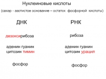 Нуклеиновые кислоты
дезокси рибоза
(сахар - азотистое основание – остаток