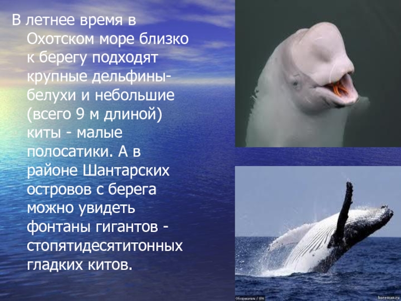 В летнее время в Охотском море близко к берегу подходят крупные дельфины-белухи и небольшие (всего 9 м