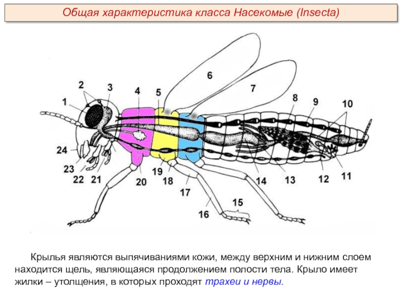 Класс насекомые кратко. Класс насекомые общая характеристика. 1. Общая характеристика класса насекомые.. Класс Insecta общая характеристика. Полость тела насекомых.