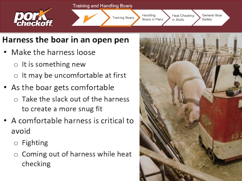 Harness the boar in an open penMake the harness looseIt is something newIt may be uncomfortable at