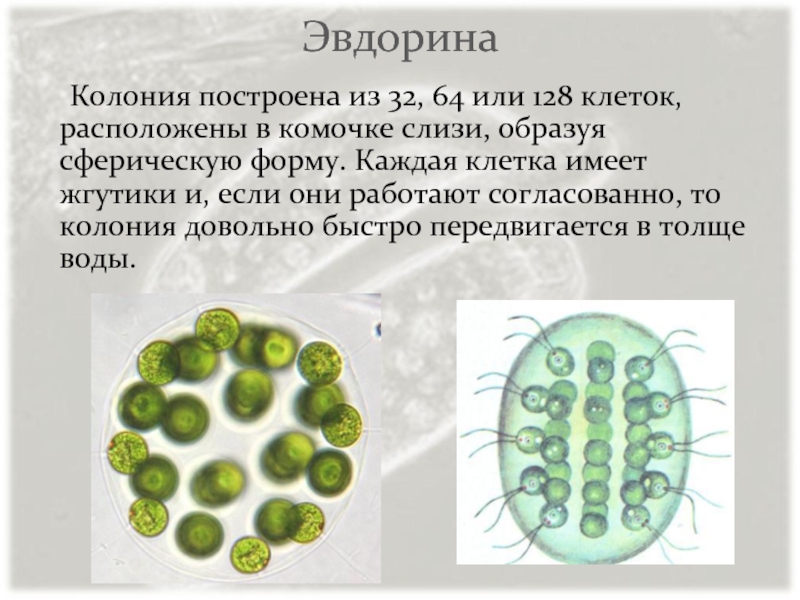 Эвдорина	Колония построена из 32, 64 или 128 клеток, расположены в комочке слизи, образуя сферическую форму. Каждая клетка