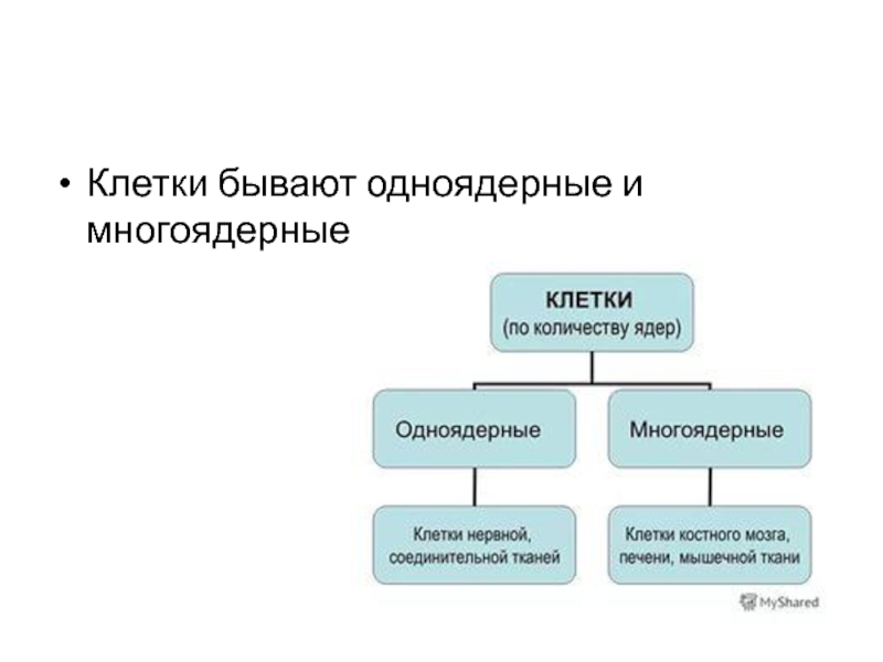 Многоядерные ткани. Многоядерные клетки примеры. Одноядерные и многоядерные клетки. Многоядерные клетки человека. Двуядерные и многоядерные клетки.