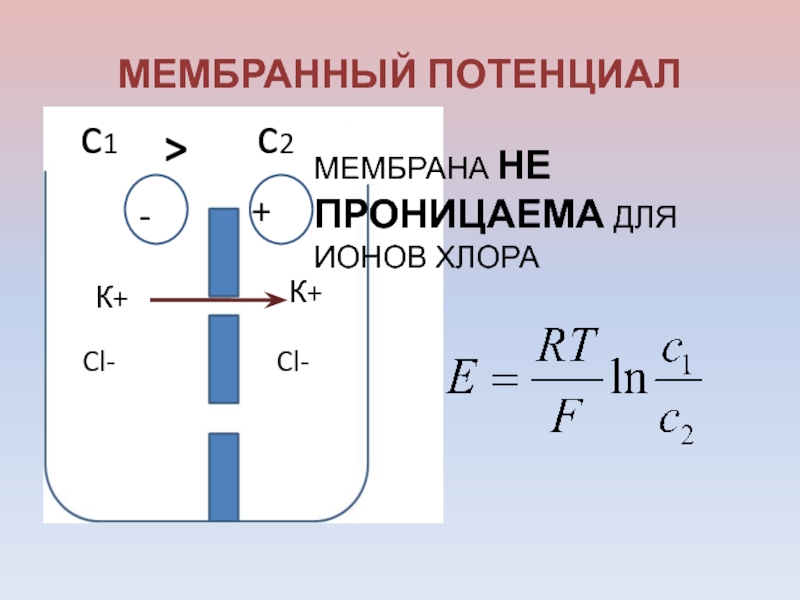 Механизм мембранного потенциала. Проницаемая мембрана. Проницаема для ионов. Мембрана клетки наиболее проницаема для ионов. Избирательная проницаемость био мембран для ионов.