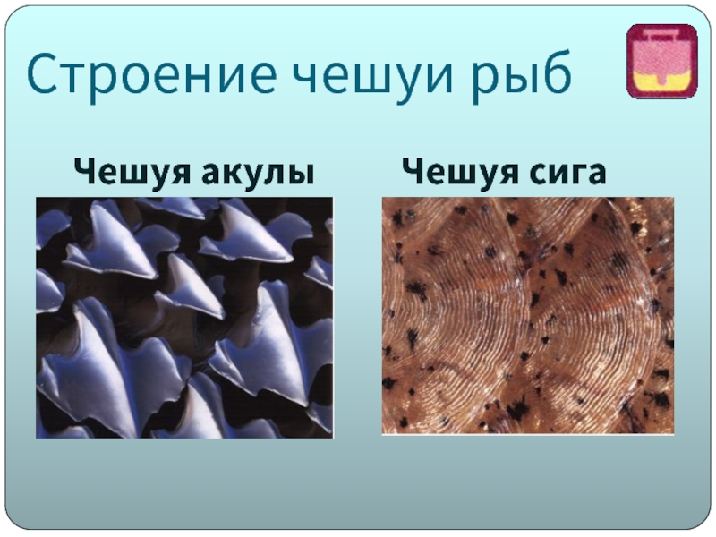 Особенности чешуи рыбы. Плакоидная чешуя хрящевых рыб. Плакоидная и костная чешуя. Строение чешуи костных рыб. Тип чешуи у костных рыб.