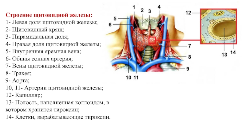 Узел в левой доле щитовидной. Щитовидная железа строение анатомия. Строение доли щитовидной железы. Щитовидный хрящ анатомия.