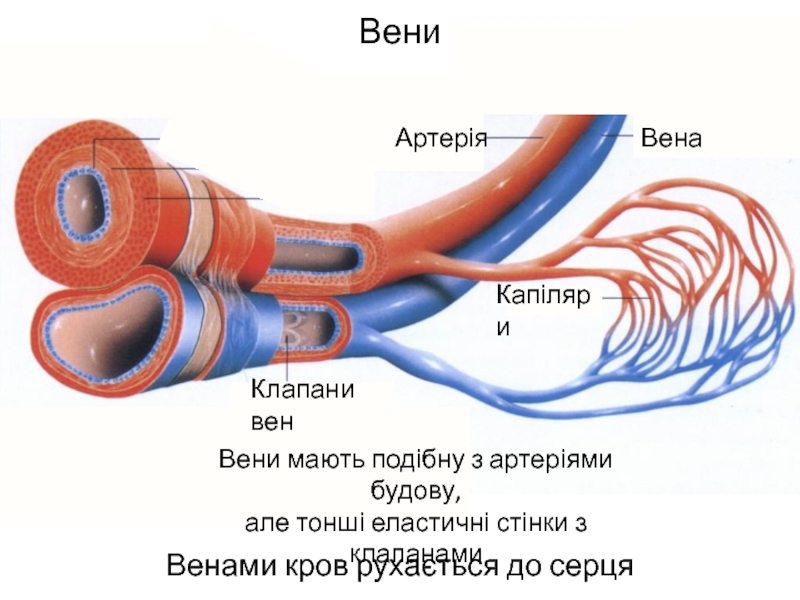 Вена человека рисунок в разрезе