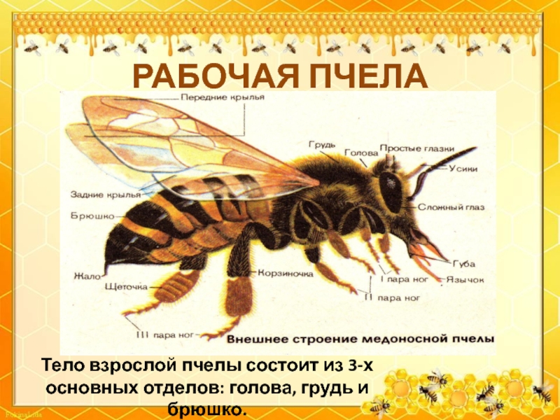 Окраска тела пчелы. Пчела строение тела. Части тела пчелы для детей. Внешнее строение рабочей пчелы. Температура пчелы тела.