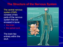 The Structure of the Nervous System