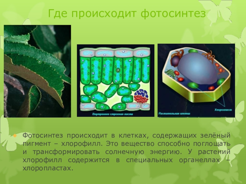 Пигмент хлорофилла содержится. Пигмент хлорофилл содержится в. Хлорофилл зеленый пигмент. Где происходит фотосинтез. Хлорофилл в клетках растения.