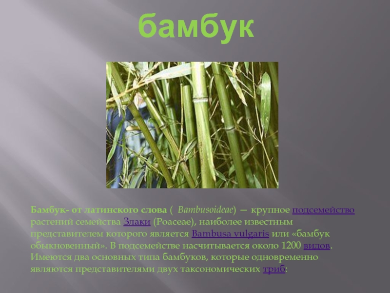 бамбукБамбук- от латинского слова (  Bambusoideae) — крупное подсемейство растений семейства Злаки (Poaceae), наиболее известным представителем которого является
