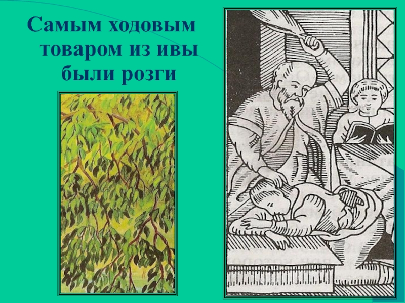 Что значит розог. Березовые розги. Розги из ивы. Наказание детей розгами. Розги картинка.