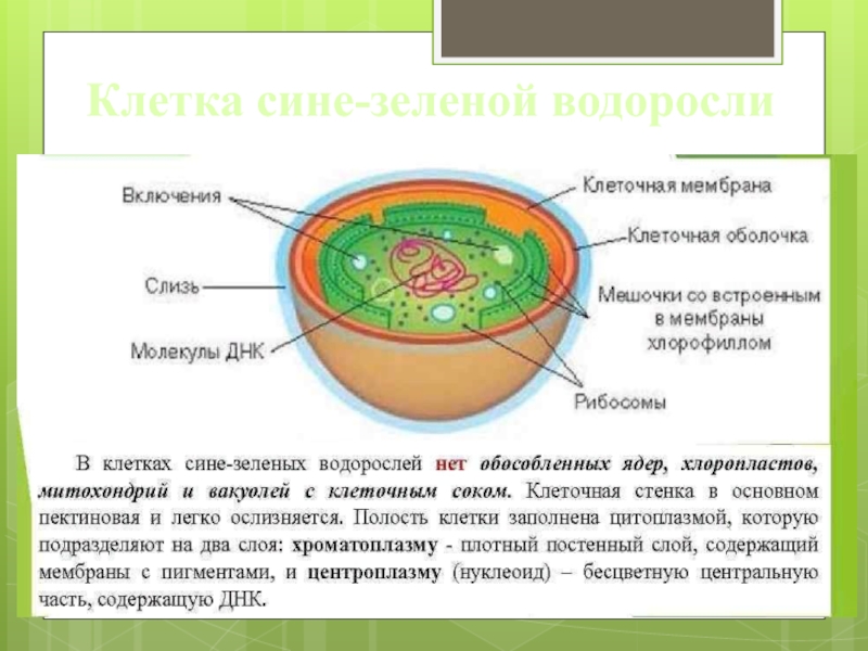 В клетках водорослей содержится