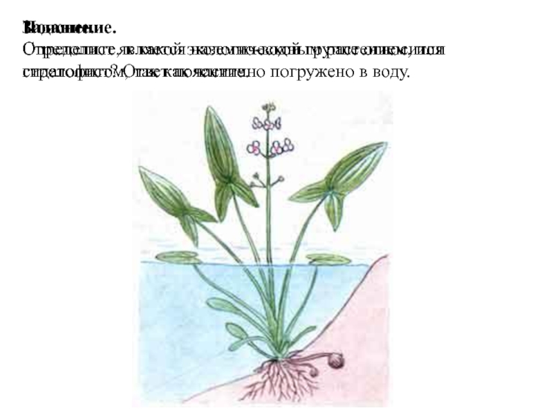 Задание.Определите, к какой экологической группе относится стрелолист? Ответ поясните.Пояснение.Стрелолист является наземно-водным растением, или гидатофитом, так как частично