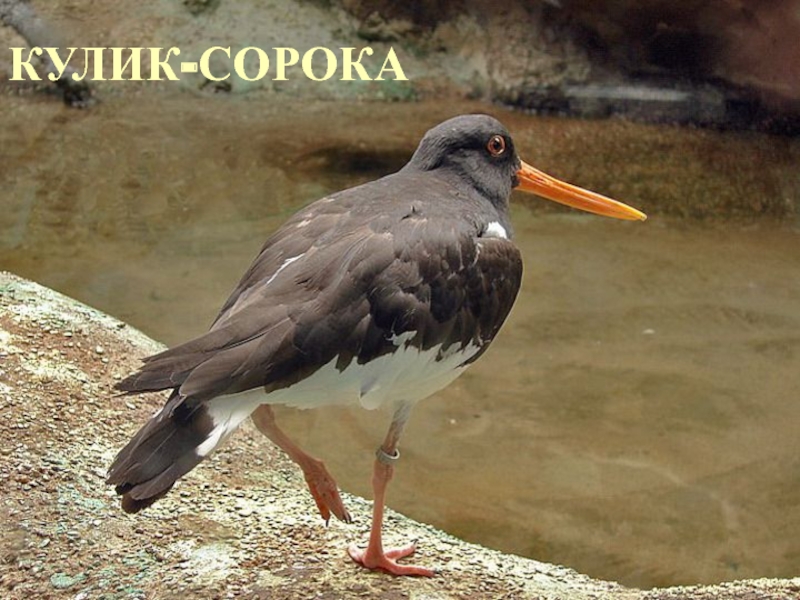 Болотная сорока