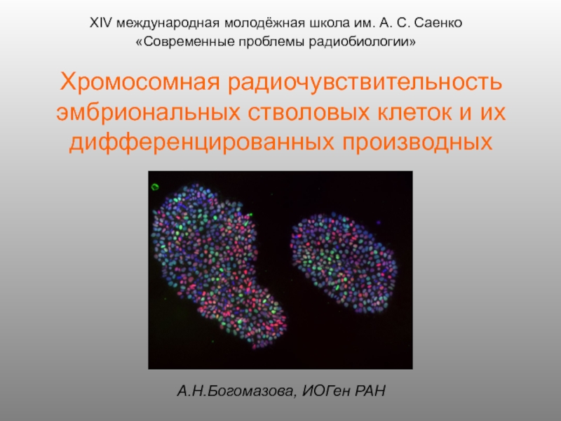 Презентация Хромосомная радиочувствительность эмбриональных стволовых клеток и их