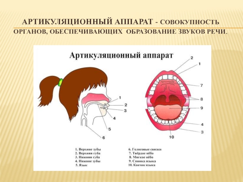 Строение артикуляционного аппарата логопедия речевая карта