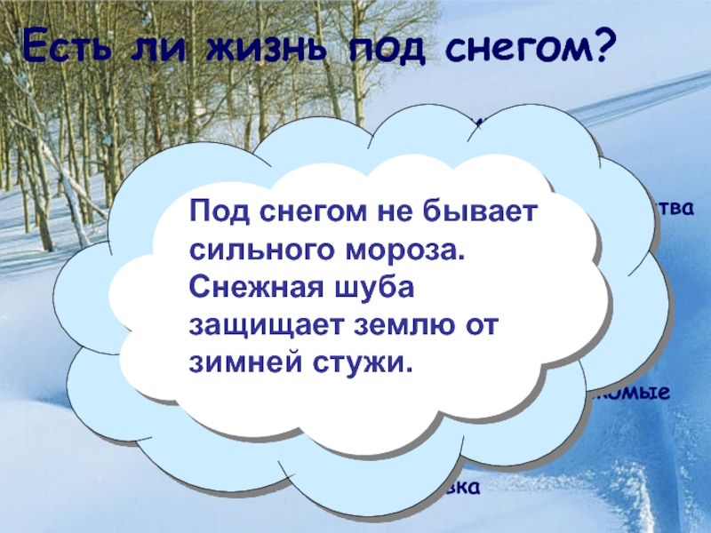 Под каким снегом растениям теплее. Растения зимой презентация 1. Как зимуют травы кустарники и деревья. Презентация деревья зимой 1 класс. Почему растениям тепло под снегом.