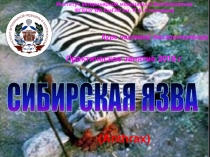 Институт ветеринарной медицины и биотехнологии
ФГБОУ ВО ОмГАУ им. П.А