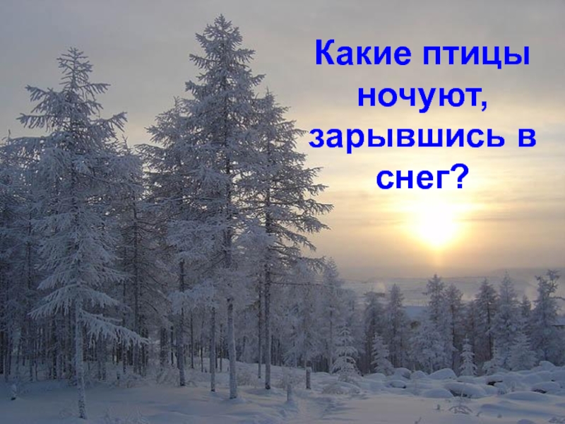 Какие птицы ночуют зарывшись в снег. Птица ночует зарывшись в снег. Какие птицы ночуют зарывшись в снег ответ. Какие птицы ночью зарывшись в снег.