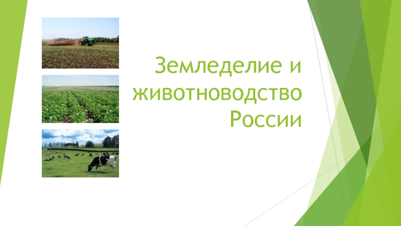 Презентация Земледелие и животноводство России