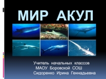 Мир акул 3 класс